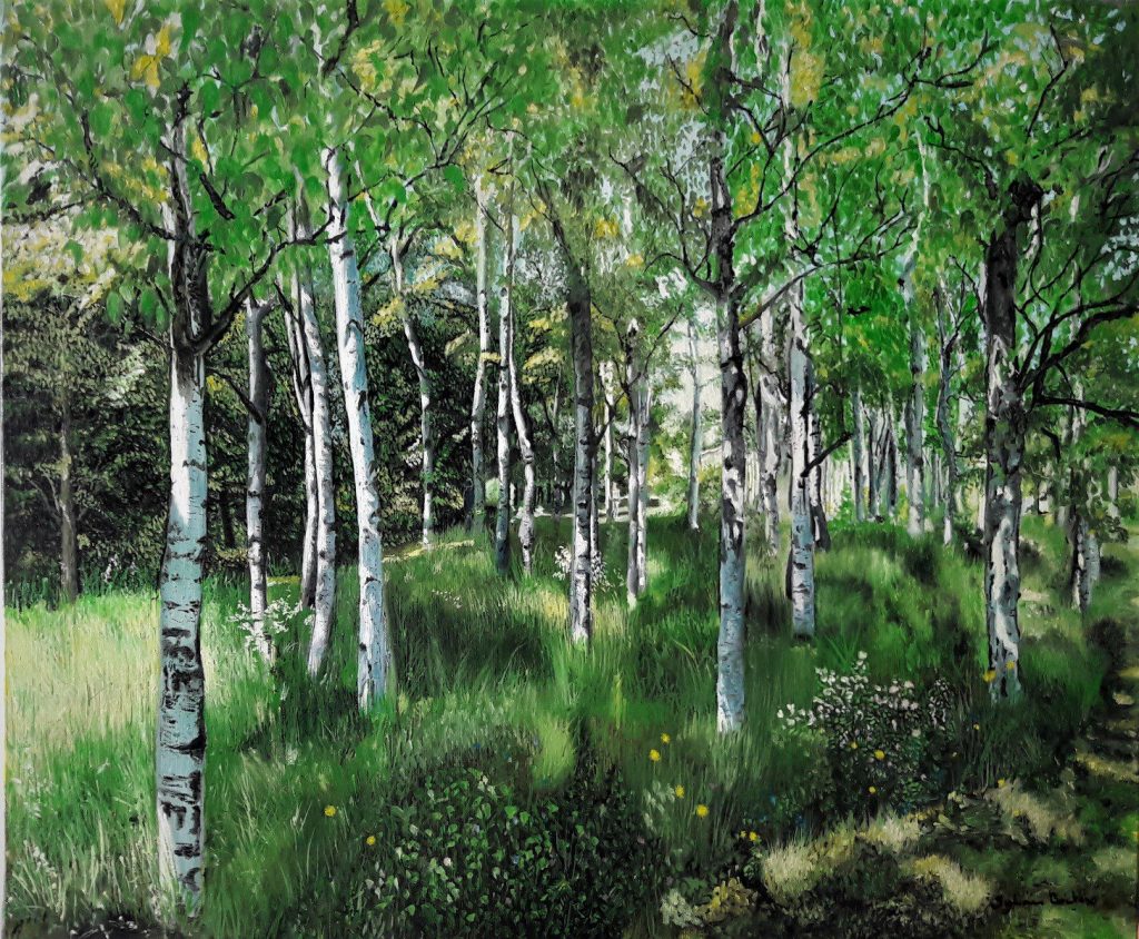 Foret de bouleaux ensoleillée.